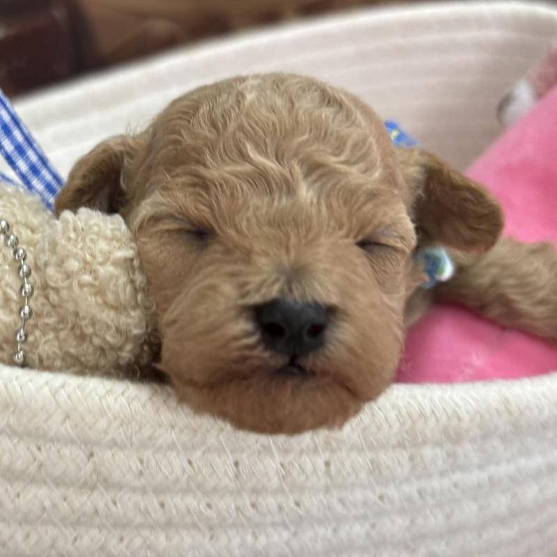 販売中の栃木県のトイプードル-424871の1枚目