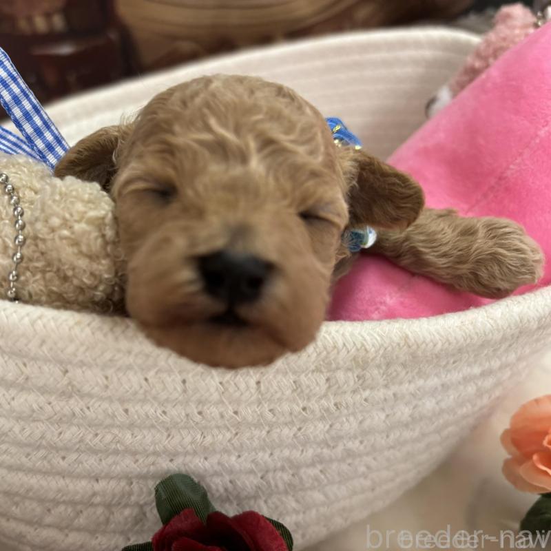 販売中の栃木県のトイプードル-424871の7枚目