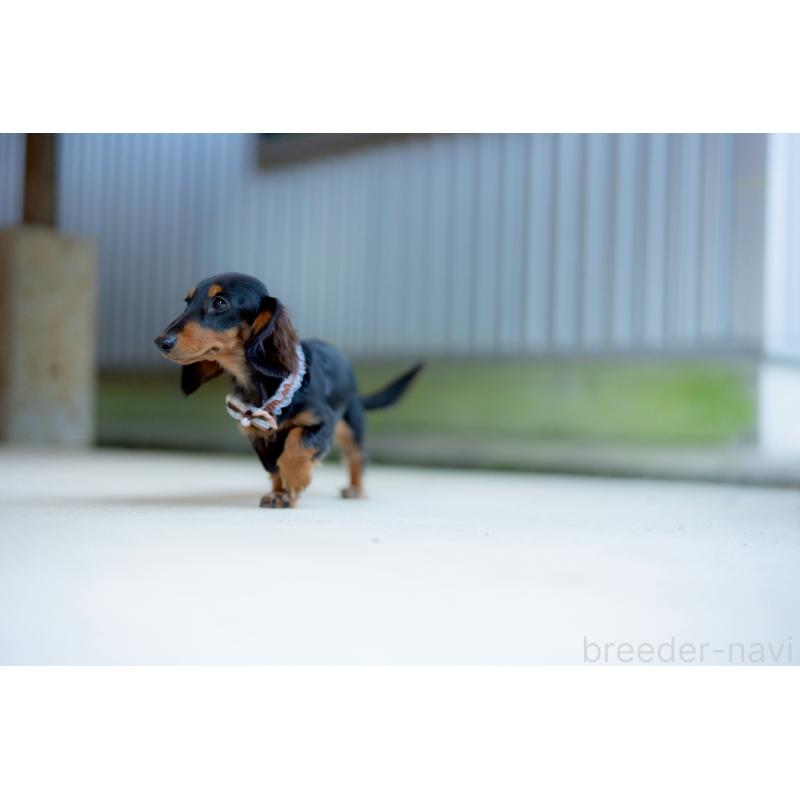 販売中の香川県のミニチュアダックスフンド(ロングヘアード)-424870の3枚目