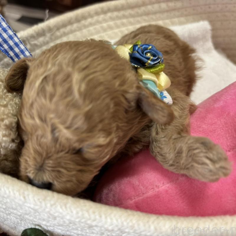 販売中の栃木県のトイプードル-424871の6枚目