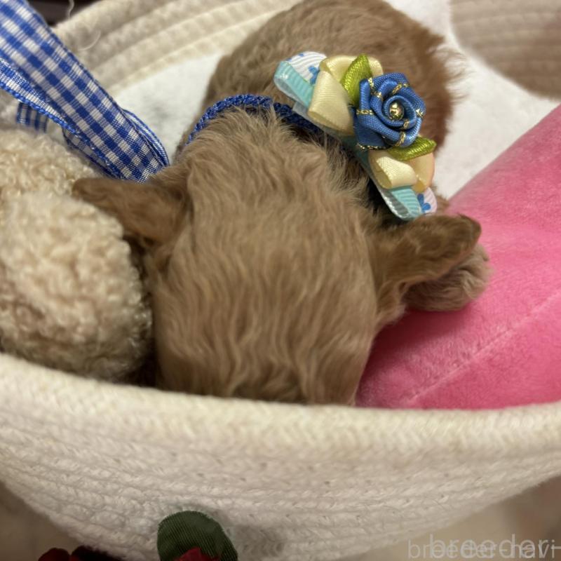 販売中の栃木県のトイプードル-424871の5枚目