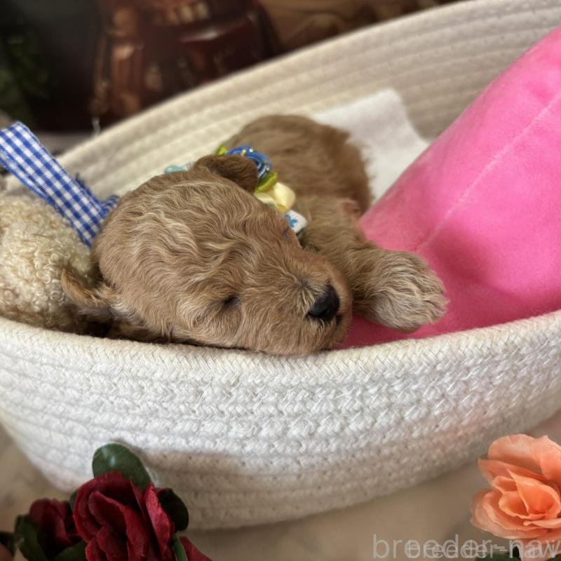 販売中の栃木県のトイプードル-424871の4枚目