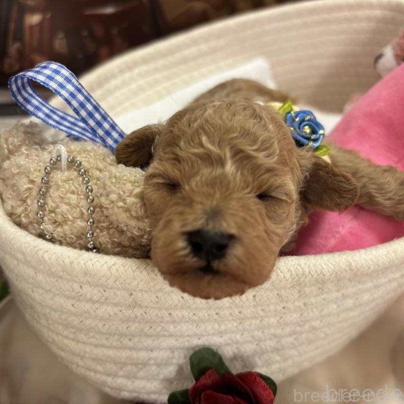 販売中の栃木県のトイプードル-424871の3枚目