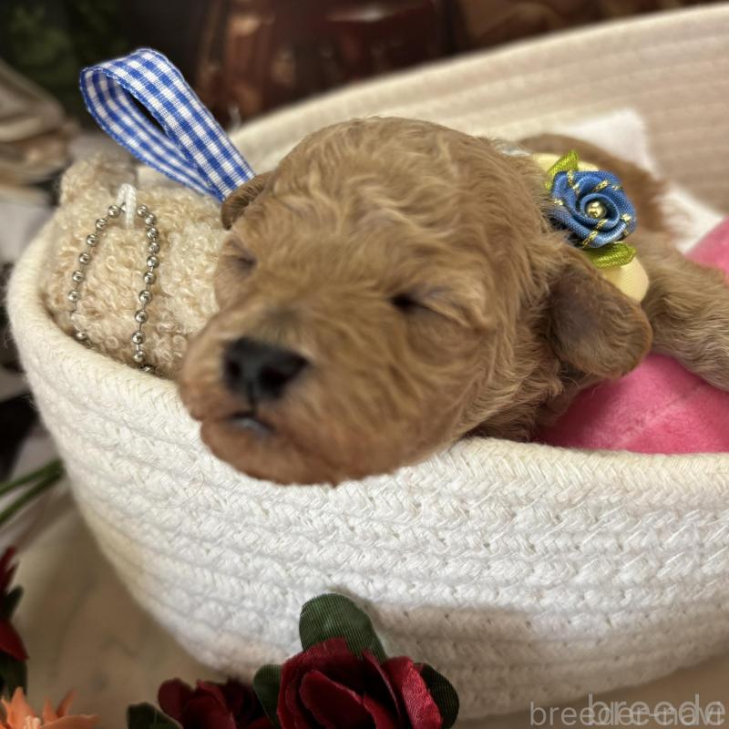 販売中の栃木県のトイプードル-424871の2枚目