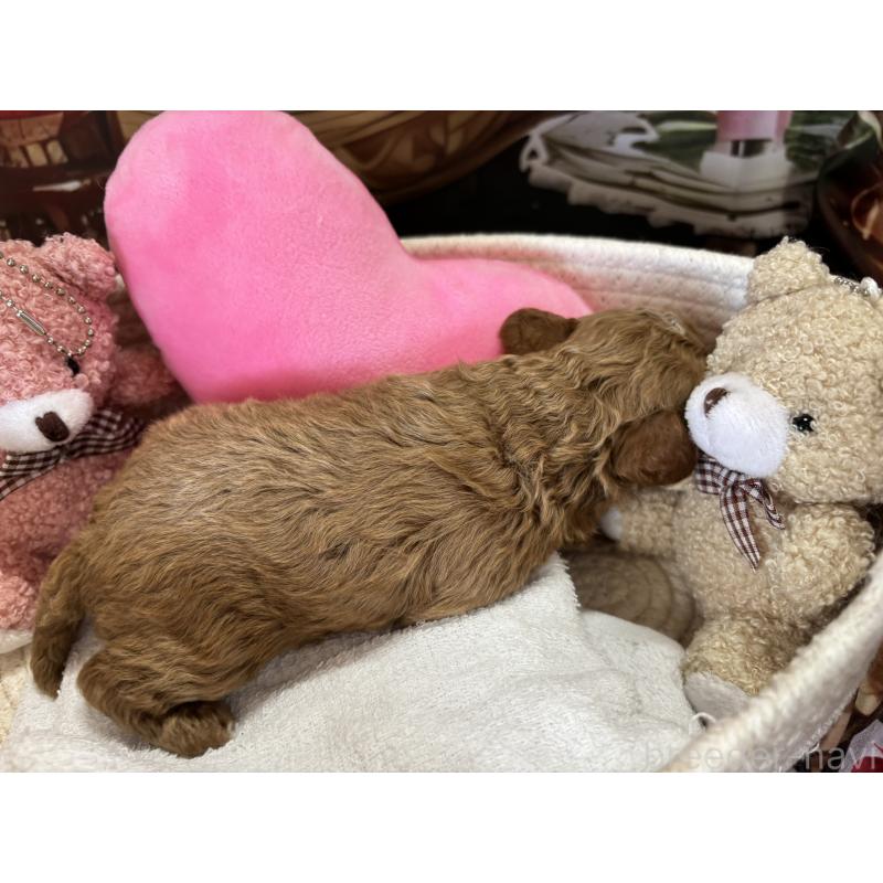 販売中の栃木県のトイプードル-424872の7枚目