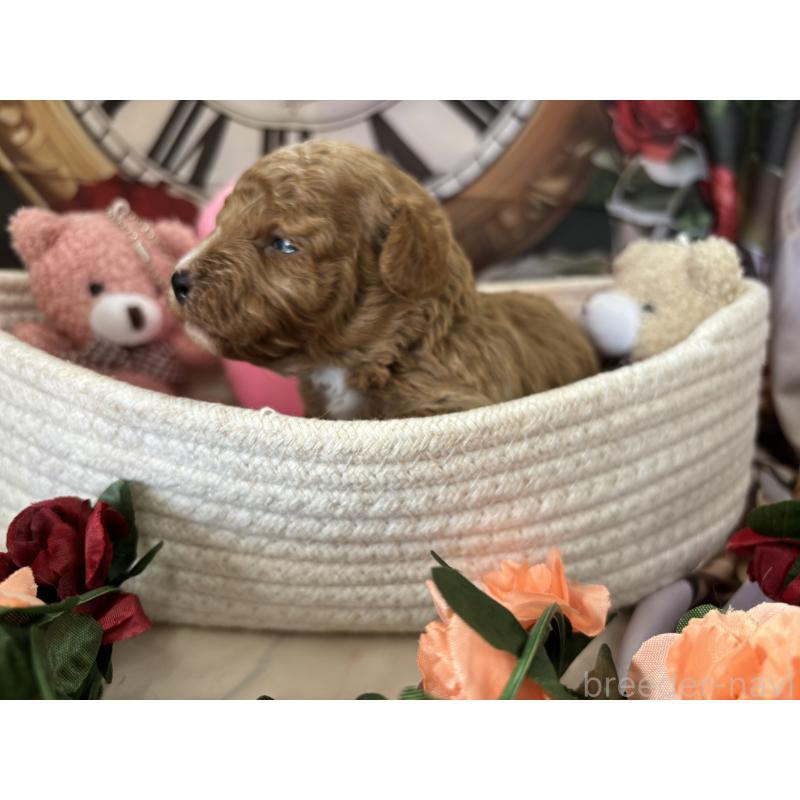 販売中の栃木県のトイプードル-424872の6枚目