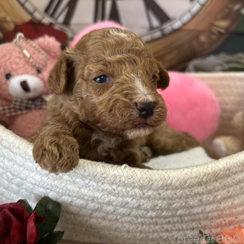 販売中の栃木県のトイプードル-424872