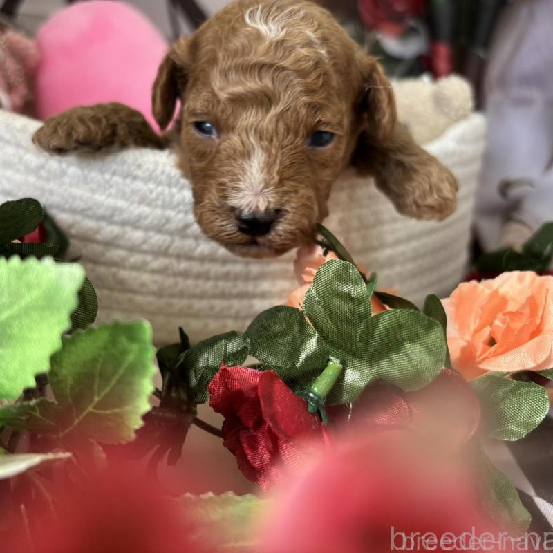 販売中の栃木県のトイプードル-424872の5枚目