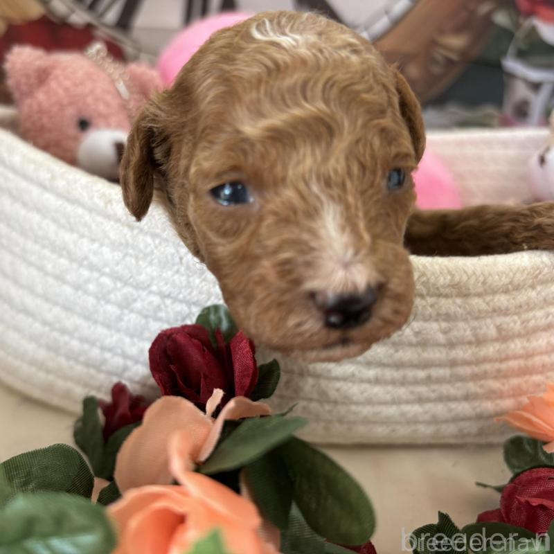 販売中の栃木県のトイプードル-424872の4枚目