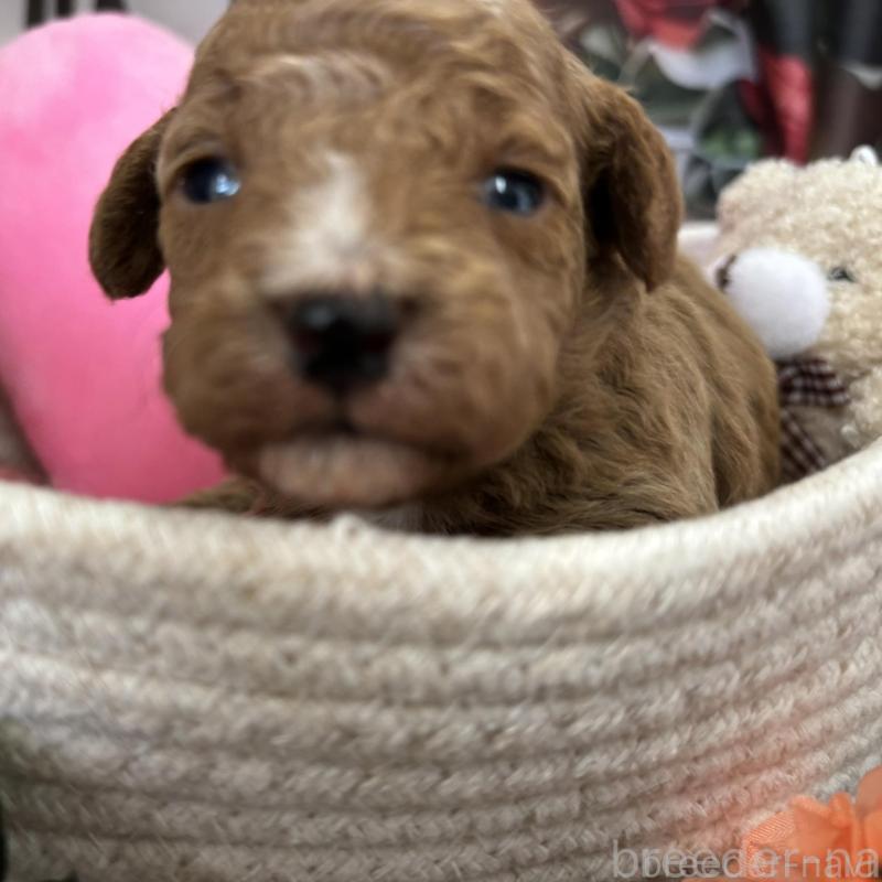 販売中の栃木県のトイプードル-424872の3枚目