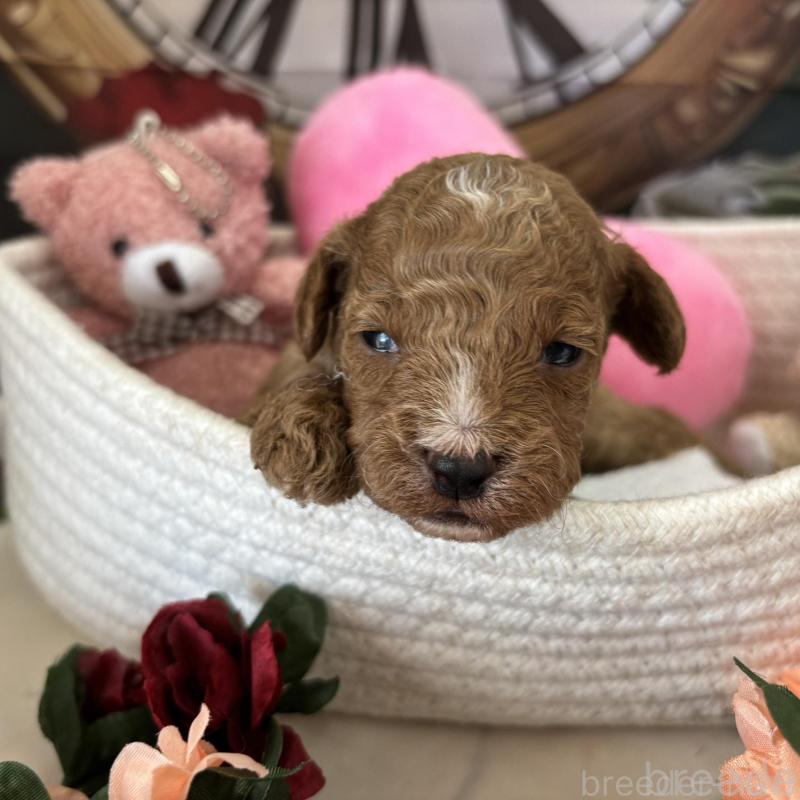 販売中の栃木県のトイプードル-424872の2枚目