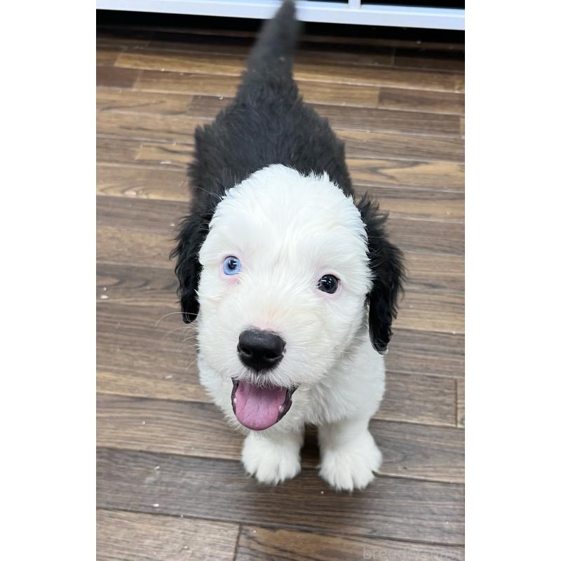 販売中の東京都のオールドイングリッシュシープドッグ-424874の1枚目