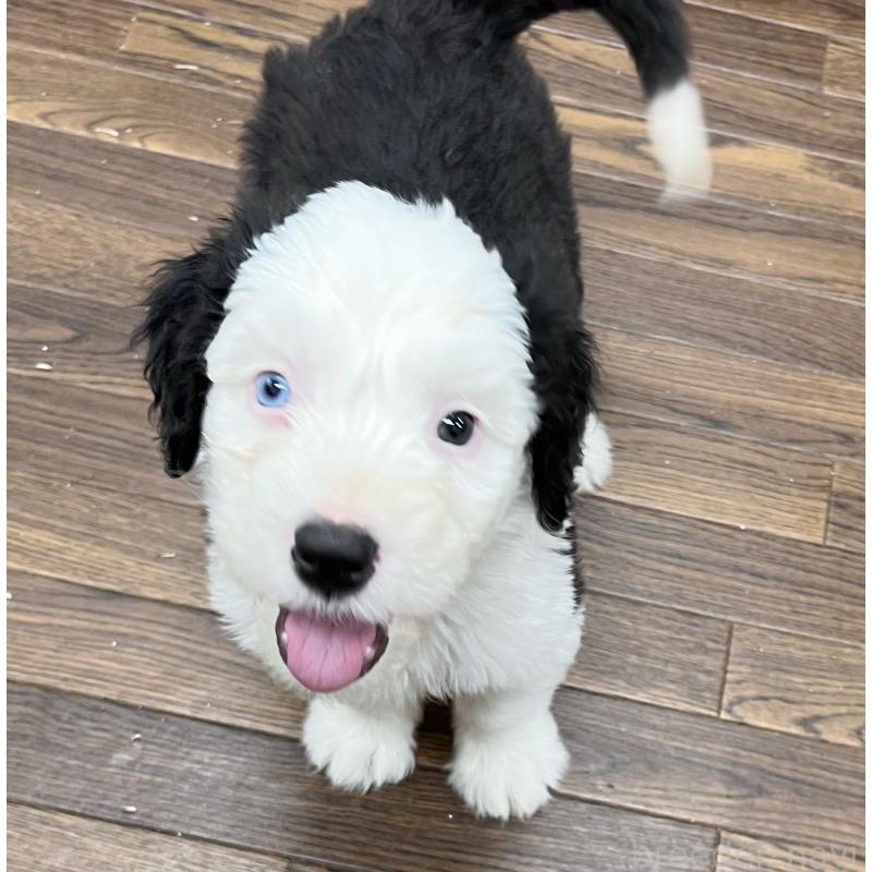 販売中の東京都のオールドイングリッシュシープドッグ-424874の11枚目