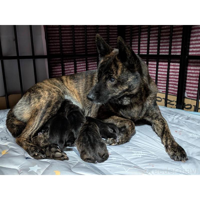 販売中の岡山県の甲斐犬-424873