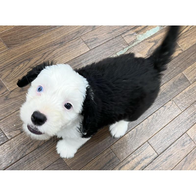 販売中の東京都のオールドイングリッシュシープドッグ-424874の10枚目