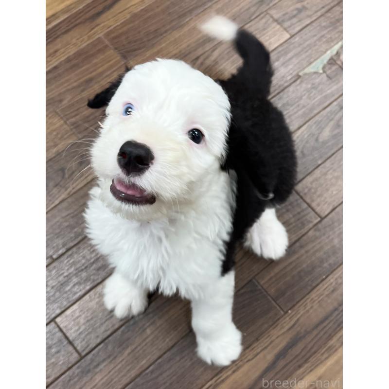 販売中の東京都のオールドイングリッシュシープドッグ-424874の9枚目