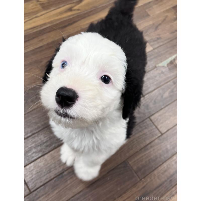 販売中の東京都のオールドイングリッシュシープドッグ-424874の8枚目