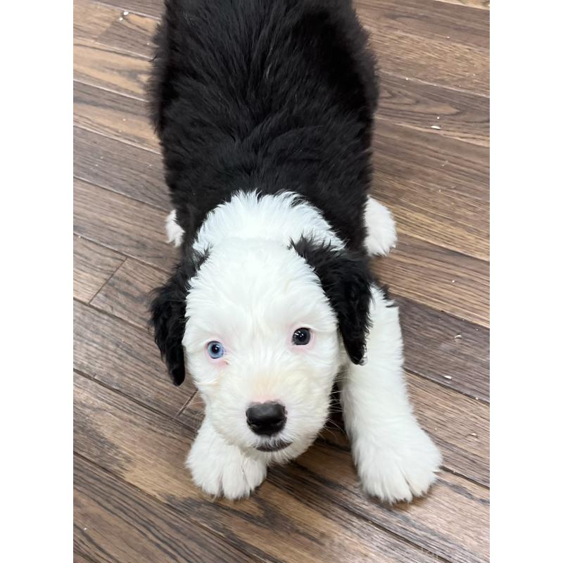 販売中の東京都のオールドイングリッシュシープドッグ-424874の7枚目