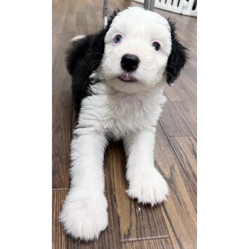 販売中の東京都のオールドイングリッシュシープドッグ-424874の6枚目