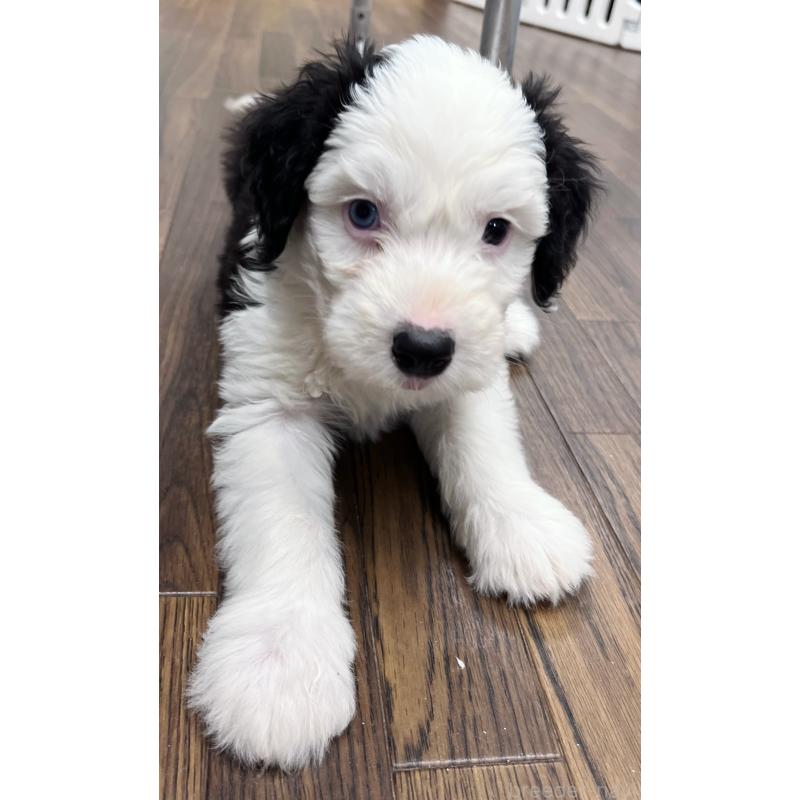 販売中の東京都のオールドイングリッシュシープドッグ-424874の5枚目