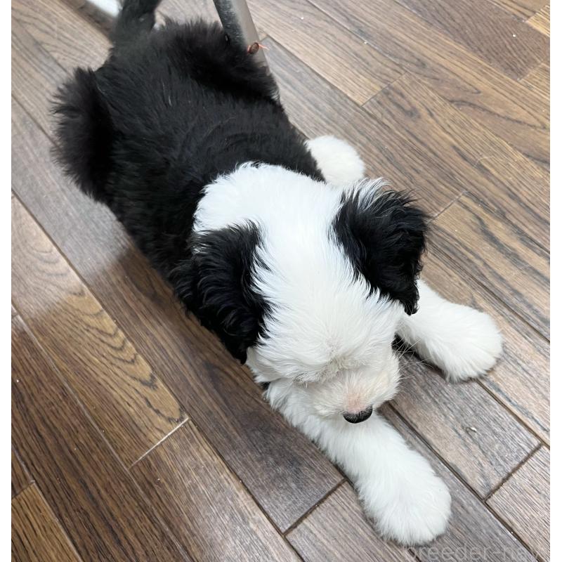 販売中の東京都のオールドイングリッシュシープドッグ-424874の4枚目