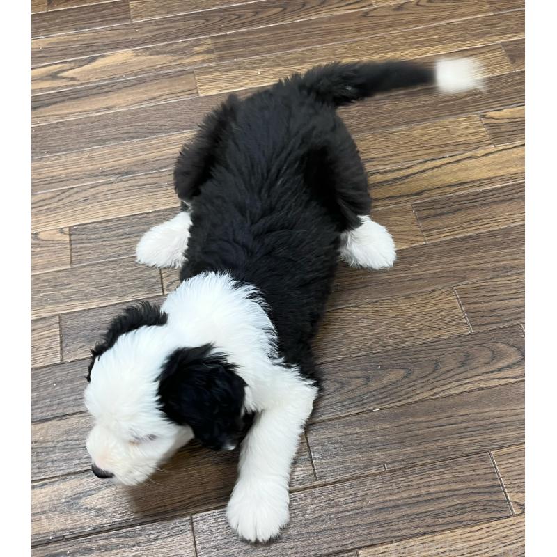 販売中の東京都のオールドイングリッシュシープドッグ-424874の3枚目