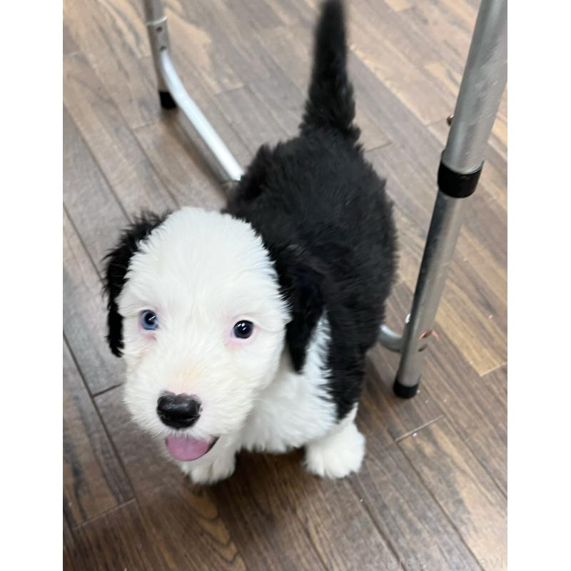 販売中の東京都のオールドイングリッシュシープドッグ-424874の2枚目