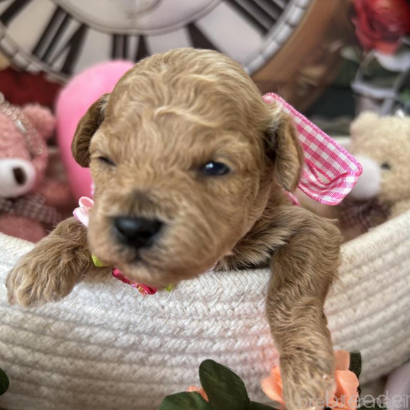 販売中の栃木県のトイプードル-424876の5枚目