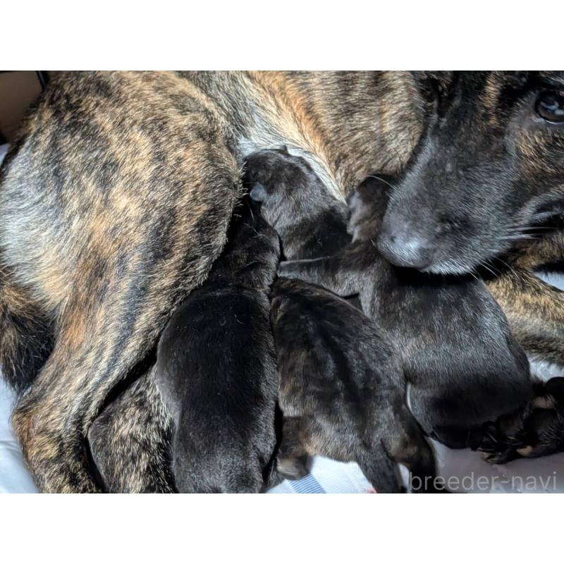 販売中の岡山県の甲斐犬-424875の2枚目