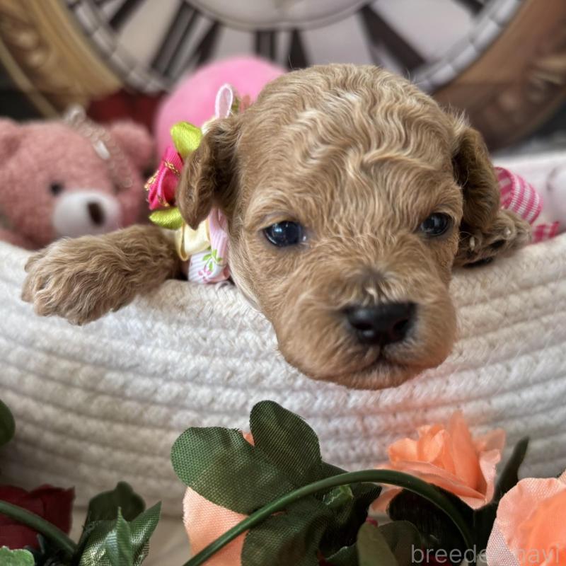 販売中の栃木県のトイプードル-424876