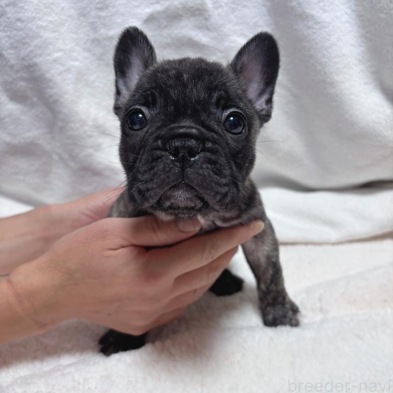 販売中の三重県のフレンチブルドッグ-421677