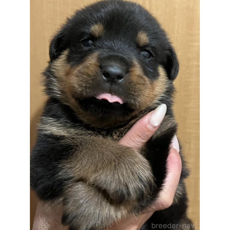 成約済の愛知県のロットワイラー-420077の1枚目