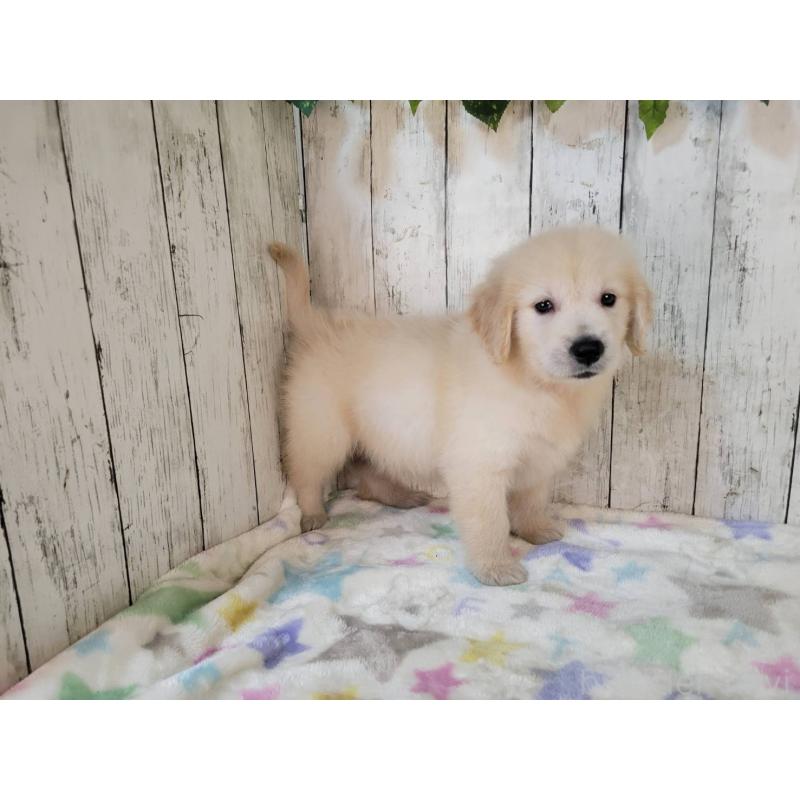 販売中の三重県のゴールデンレトリーバー-424877の5枚目