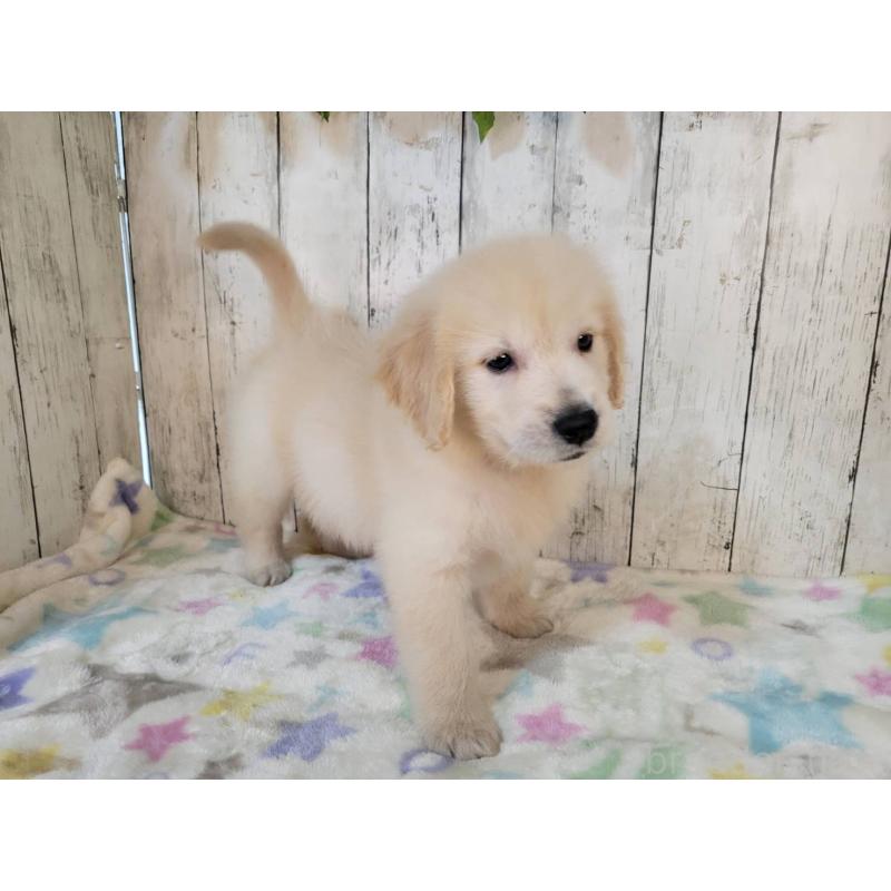 販売中の三重県のゴールデンレトリーバー-424877の4枚目