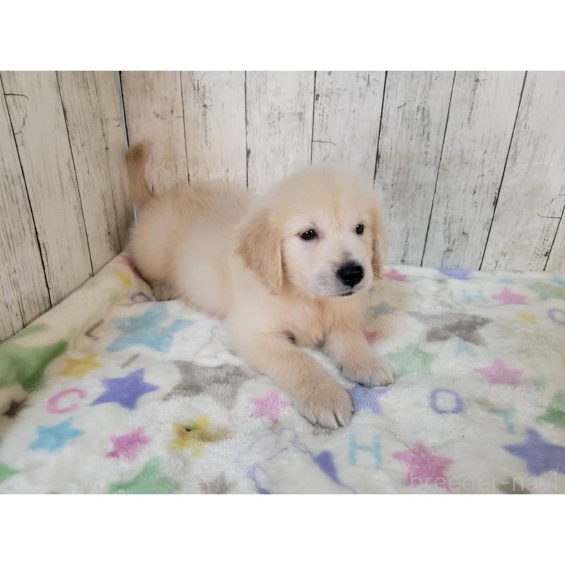 販売中の三重県のゴールデンレトリーバー-424877の3枚目