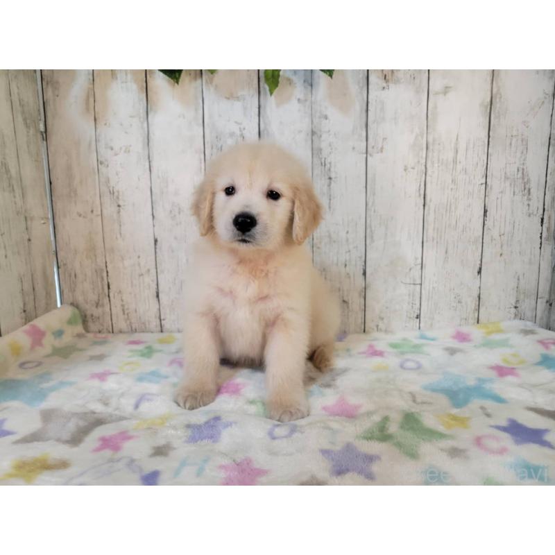 販売中の三重県のゴールデンレトリーバー-424877の2枚目