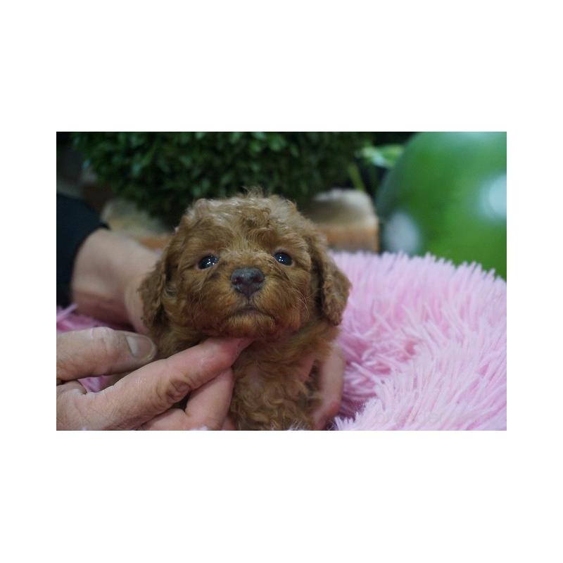 販売中の京都府のマルプー:マルチーズ×トイプードル-424878の5枚目