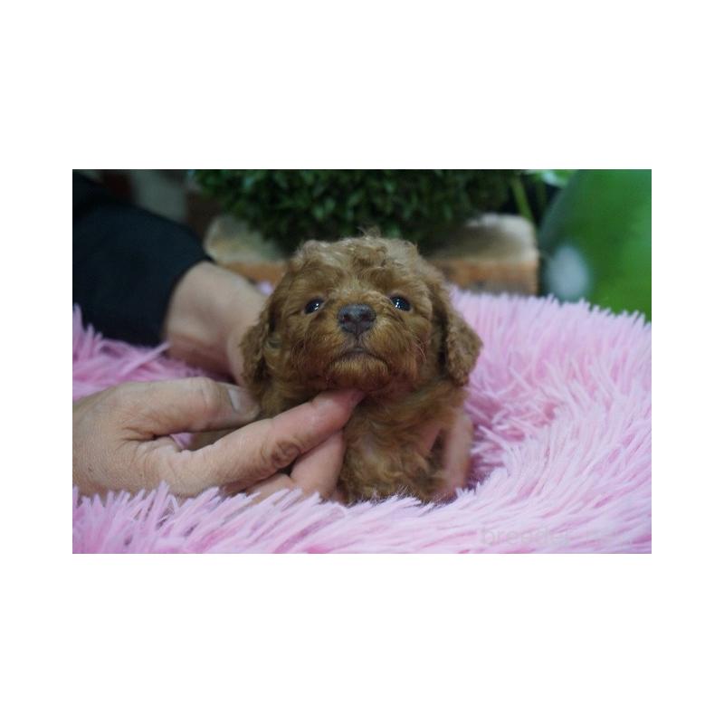 販売中の京都府のマルプー:マルチーズ×トイプードル-424878の3枚目