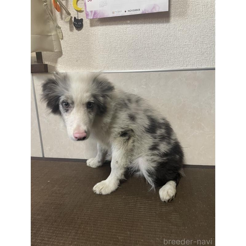 商談中の東京都のボーダーコリー-409757の10枚目