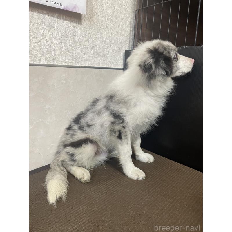 商談中の東京都のボーダーコリー-409757の9枚目