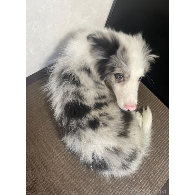 商談中の東京都のボーダーコリー-409757の8枚目