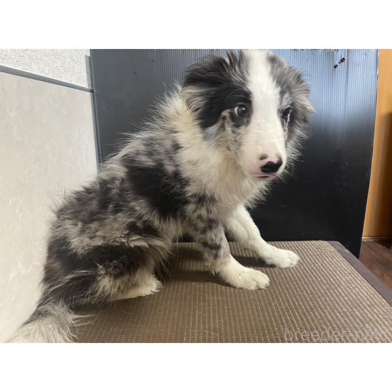 商談中の東京都のボーダーコリー-409757の7枚目