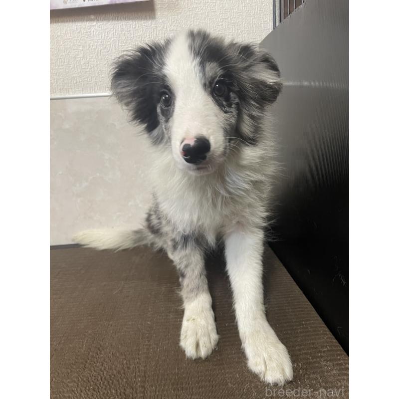 商談中の東京都のボーダーコリー-409757の6枚目