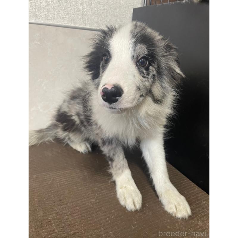 商談中の東京都のボーダーコリー-409757の5枚目