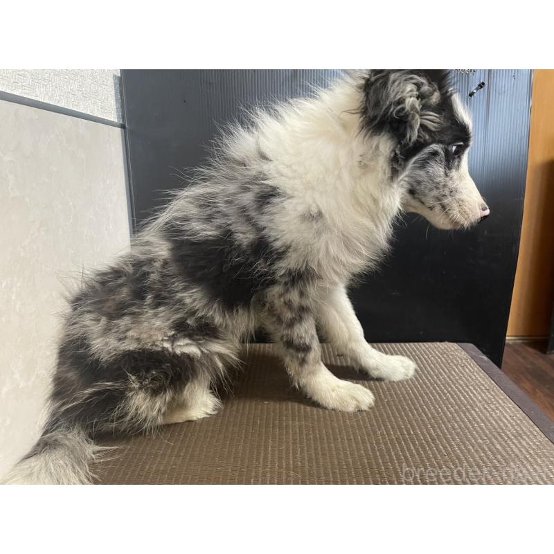 商談中の東京都のボーダーコリー-409757の4枚目