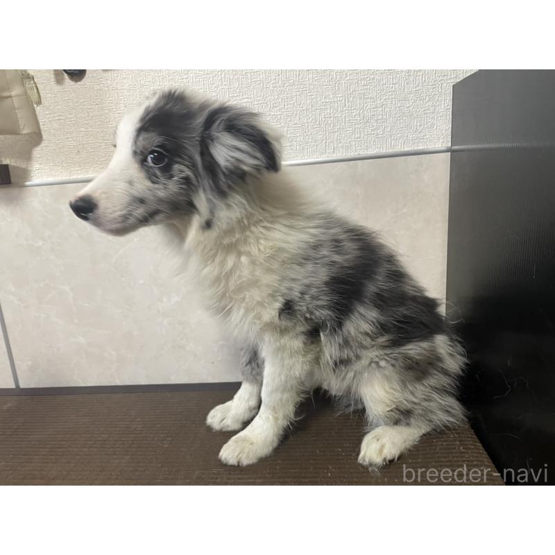 商談中の東京都のボーダーコリー-409757の3枚目