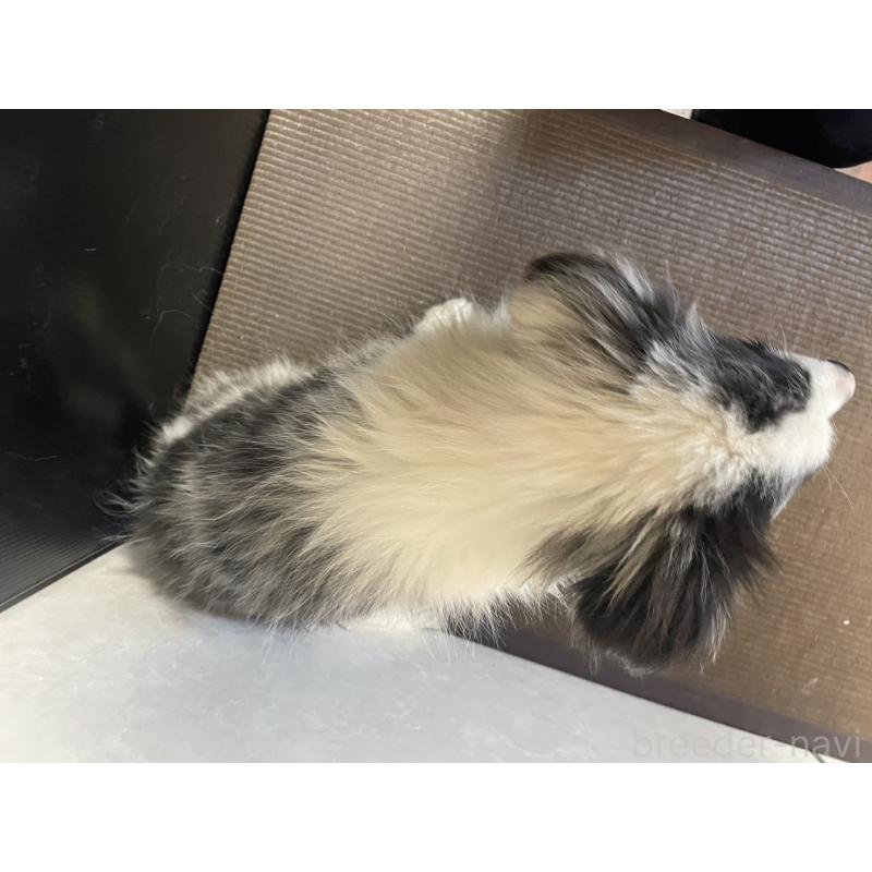 商談中の東京都のボーダーコリー-409757の2枚目