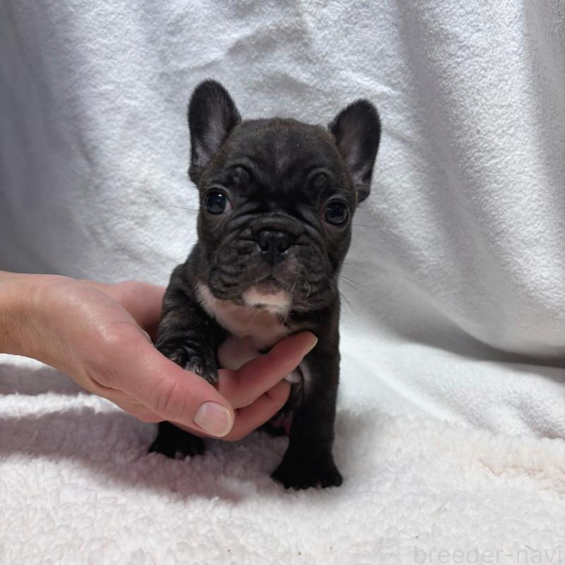 販売中の三重県のフレンチブルドッグ-421671