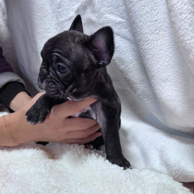 成約済の三重県のフレンチブルドッグ-421671の4枚目