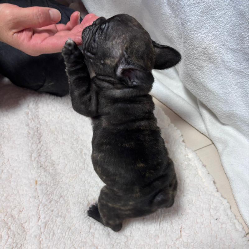 成約済の三重県のフレンチブルドッグ-421671の3枚目